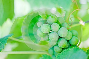 Growing bunch of green grapes in summer vineyard, closeup in southern Italy.