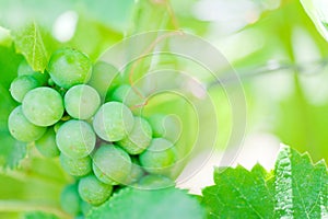 Growing bunch of green grapes in summer vineyard, closeup in southern Italy.