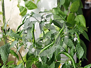 Growing on a bush, blooming, immature spicy green pepper