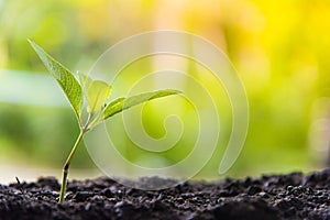 Growing Business Growth and Financial Cultivation of Plants from Coins in Glass Bottles on Green Background