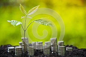 Growing Business Growth and Financial Cultivation of Plants from Coins in Glass Bottles on Green Background