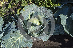 The growing cabbage