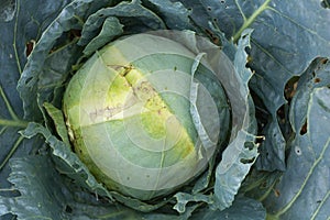 Growing cabbage in the garden natural product