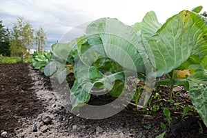 Growing cabbage whole plant on open air garden bed.