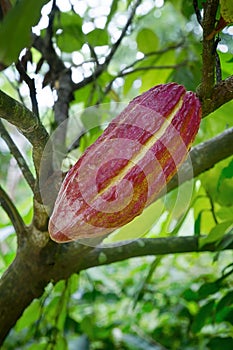 Growing cacao for Chocolate