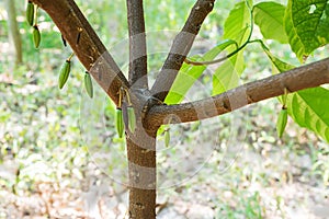 The growing cacao has five branches called jorquette