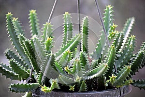 Growing Cacti Succulent in Pot