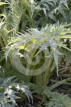Growing Cardoon plant outdoors