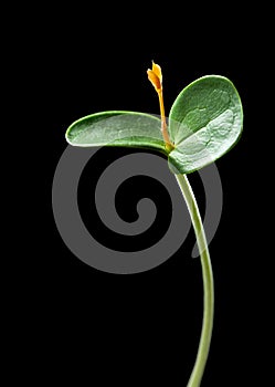 Growing Carob tree, vertical