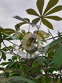 Growing cassava trees are exposed to rainwater