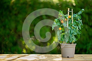 Growing cherry tomatoes in a pot .Farm fresh organic vegetables.container vegetable garden.Mini plants for the garden