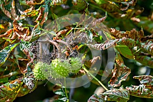 Growing chestnuts on a branch.