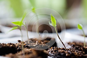 Growing chili