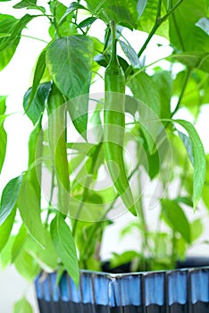 Growing chili pepper on white background