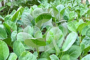 Growing Chinese kale vegetable or Chinese Broccoli Plants Brassica oleracea var. alboglabra. They are green crop that grows on