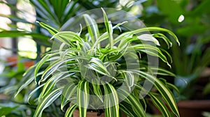 Growing Chlorophytum (Spider Plant) Indoors