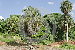 Trees Of The Silver Thatch And Almond