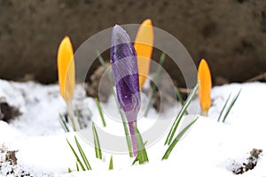 A growing, closed, purple blossom of Crocus through snow on spring