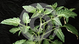Growing A closeup of a single tomato plant its stem thick and strong its leaves vibrant and full. Small green tomatoes