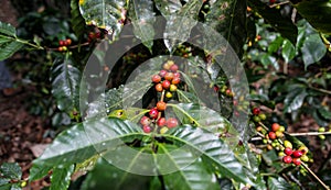 Growing coffee cherries