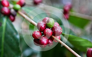 Growing coffee cherries