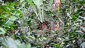 Growing coffee cherries