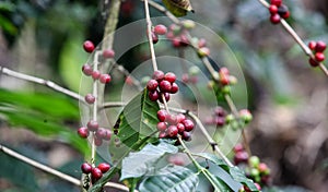 Growing coffee cherries