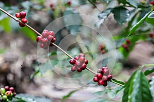 Growing coffee cherries