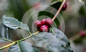 Growing coffee cherries