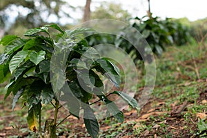 Growing coffee plants. Small coffee trees. Maturing coffee plants.