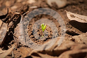 Growing coffee seed on ground