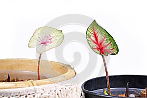 Growing colorful tropical Caladium plants from bulbs in flower pots