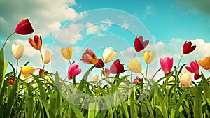 Growing colorful tulips, 3d animation