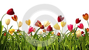 Growing colorful tulips with alpha channel