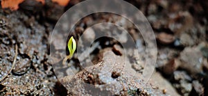 Growing coriander in pot closeup Macro photo - newlife