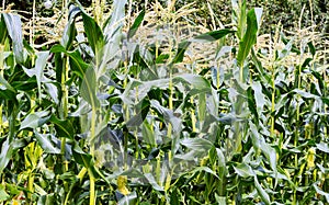 Growing corn on an agricultural field