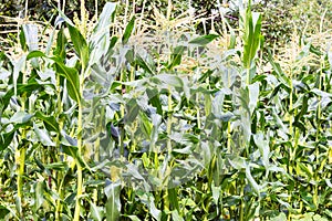 Growing corn on an agricultural field