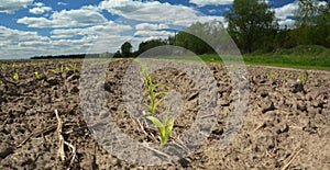Growing corn in the agriculture field. Corn seedlings, sprouts growing on dry sandy soil. Agriculture spring landscape