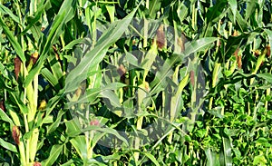 Growing corn and beans together. A close-up of a high-yield corn with many corn ears on one plant