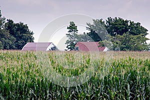 Growing corn in early summer