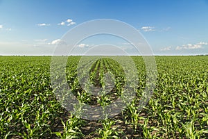 Growing corn field, green agricultural landscape.