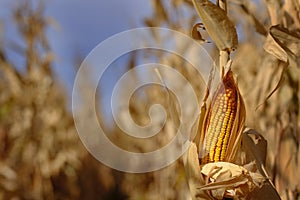 Growing Corn in Field Ready for Harvest