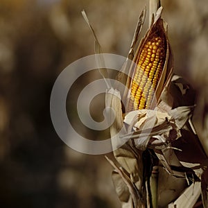 Growing Corn in Field Ready for Harvest