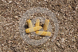 Global Warming and food crisis, corn field