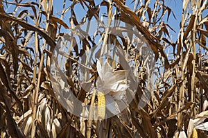 Global Warming and food crisis, corn field