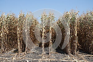 Global Warming and food crisis, corn field