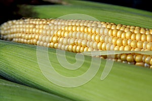 Growing corn in nature. Ripe corn in the field ready for harvest.