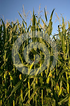 Growing corn stalks