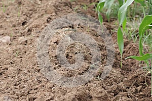 growing corn to produce animal feed, crop plots