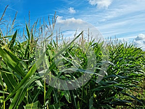 Growing cornfield in Denmark Bornholm island. Summer season
